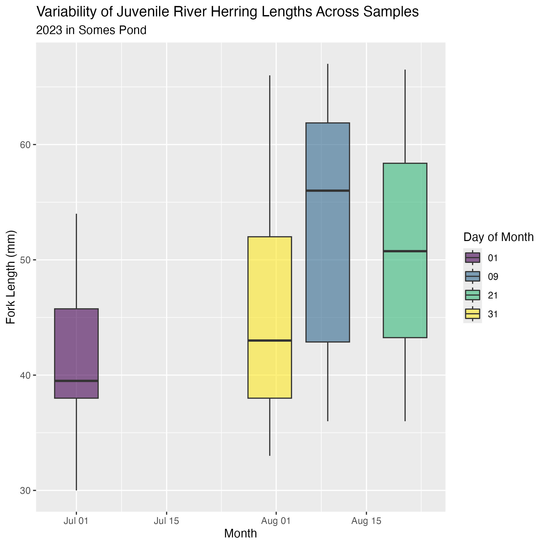 Boxplot graph showing the variability of juvenile river herring lengths across 50 samples in 2023, Somes Pond