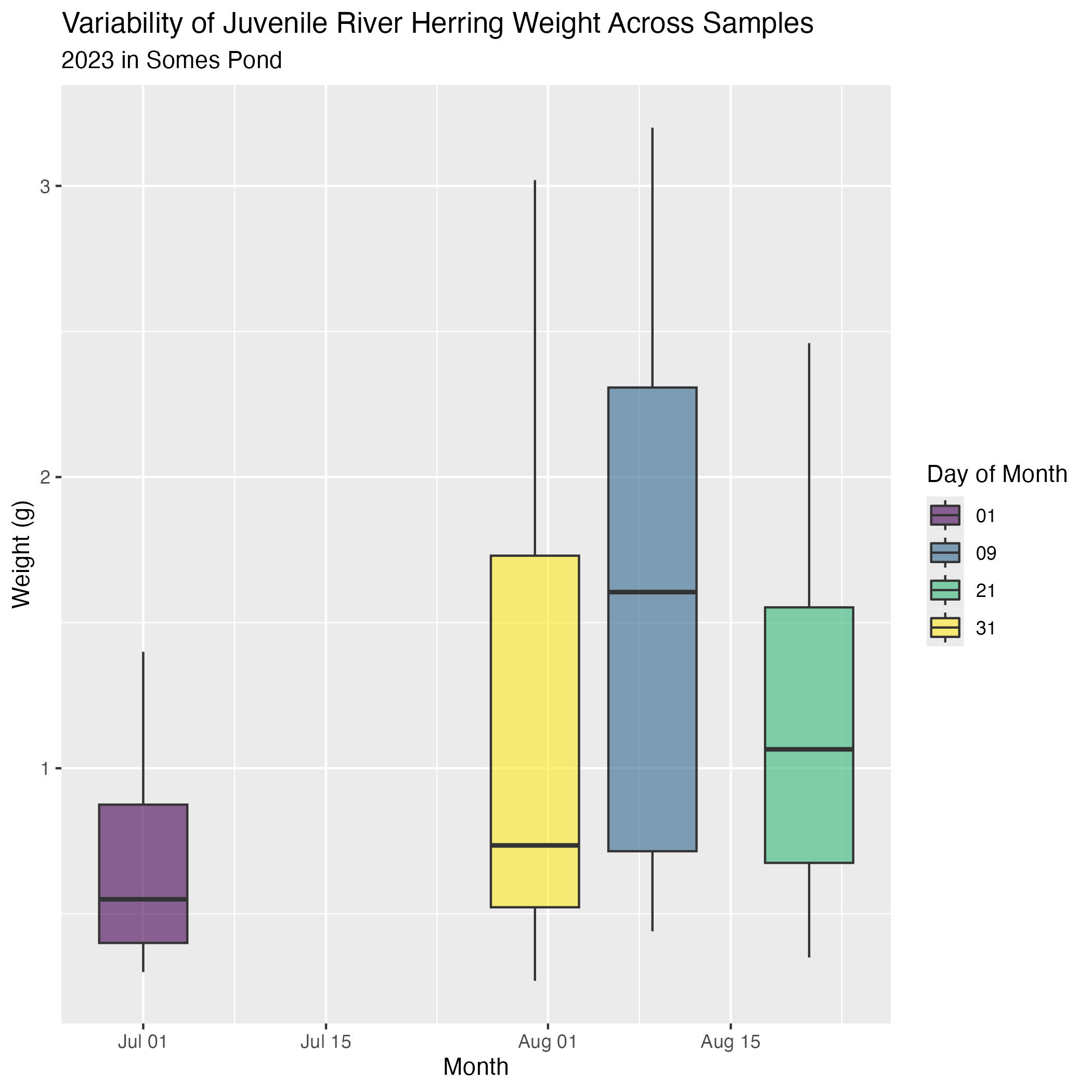 Boxplot graph showing the variability of juvenile river herring weight across 50 samples in 2023, Somes Pond