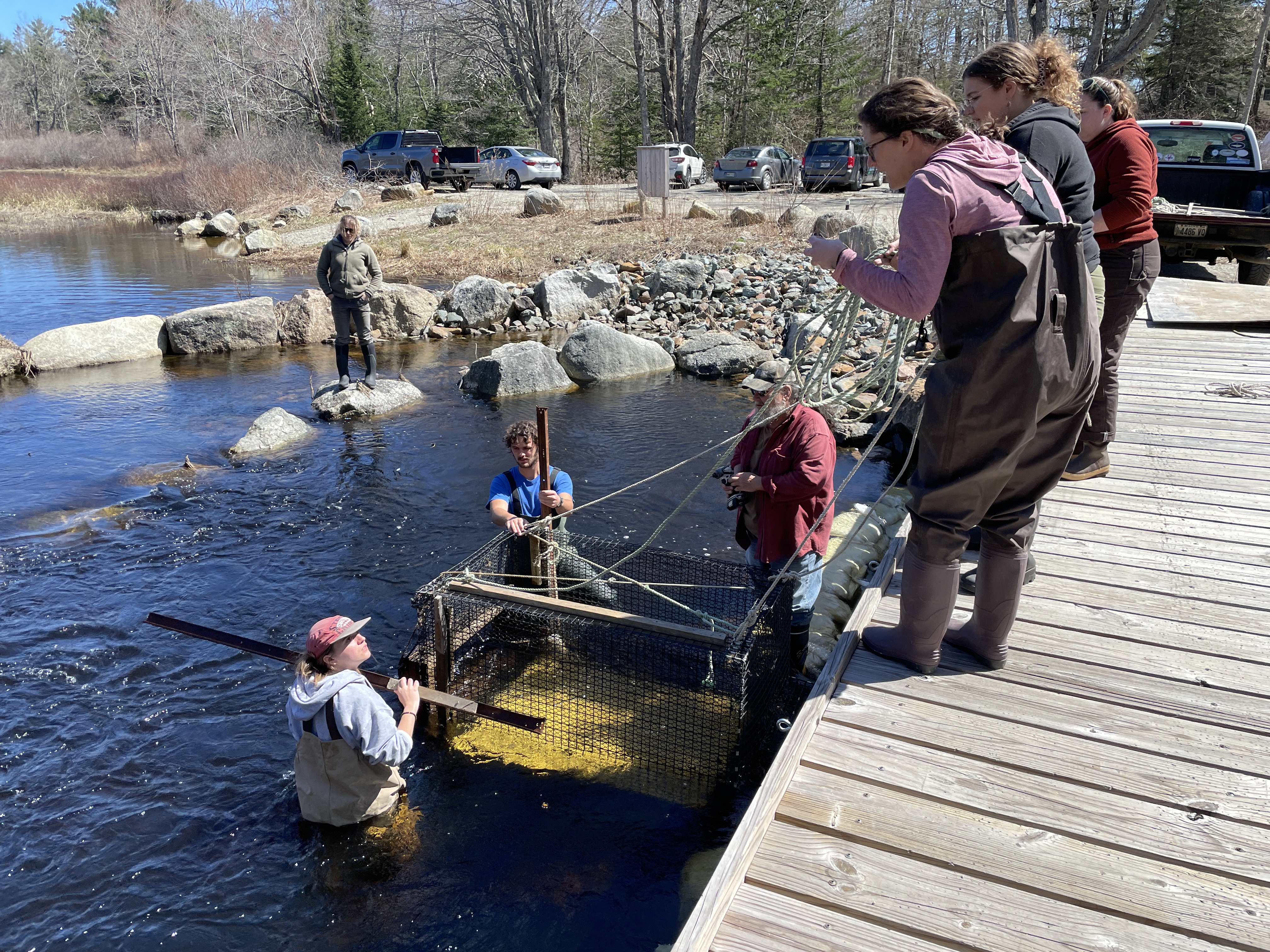 Installing River herring Trap in Penobscot